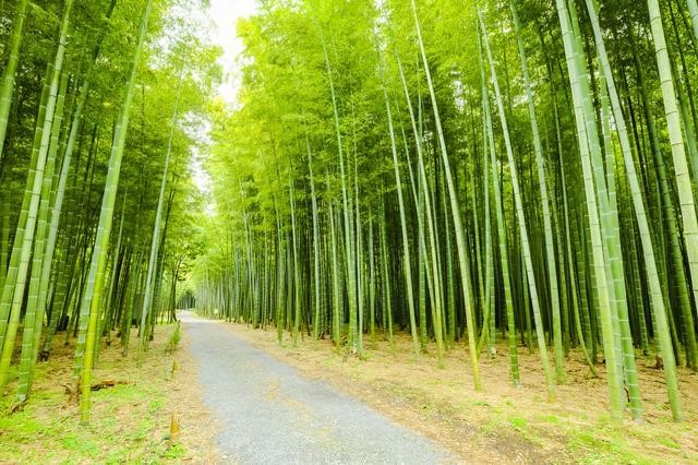 若竹の杜 若山農場