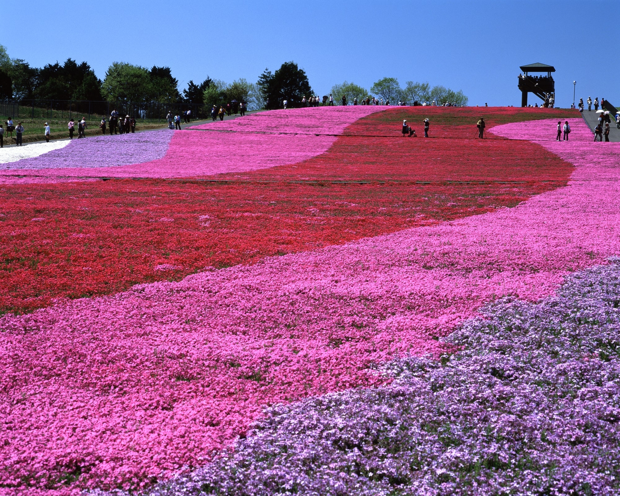 市貝町芝ざくら公園