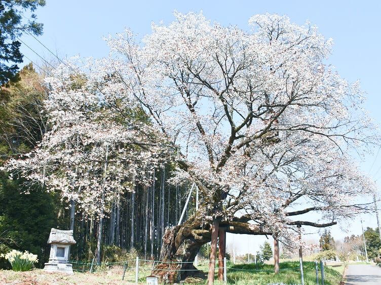西山辰街道の大桜