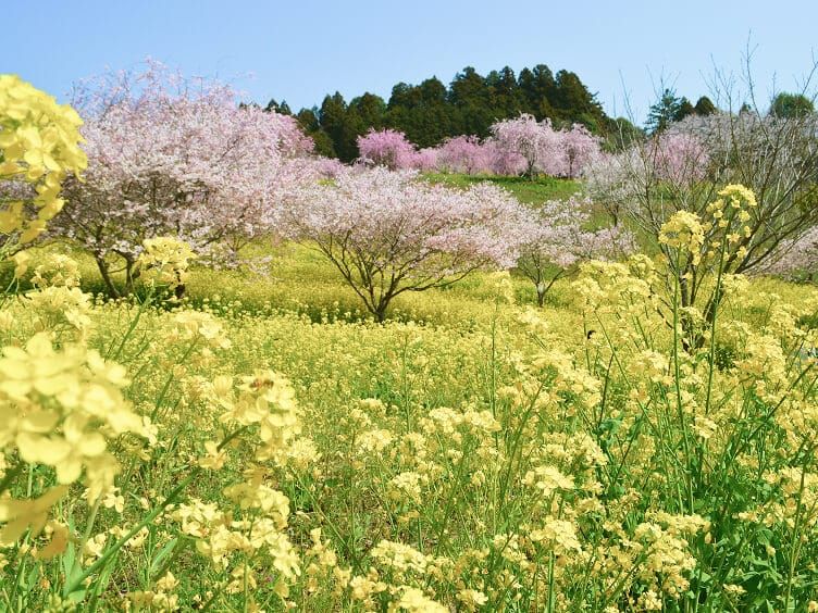 小宅古墳群<br>菜の花・桜まつり
