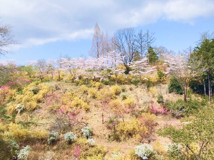 樹の花自然園 花の山