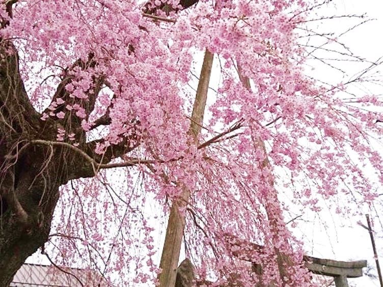 虚空蔵尊のしだれざくら