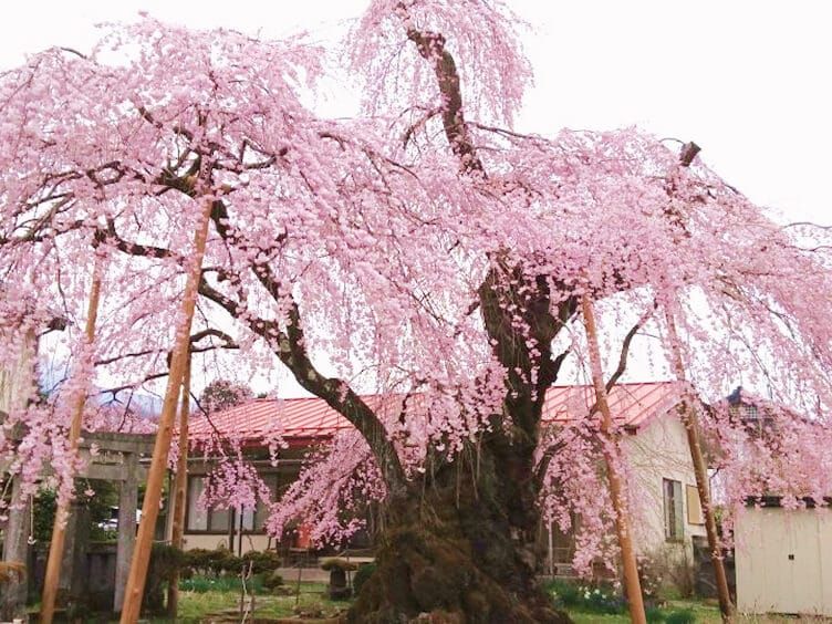 岸野家のしだれざくら