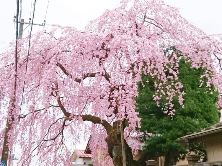 高田家のしだれざくら