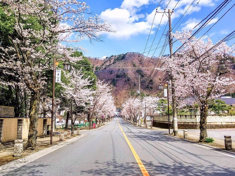鬼怒川温泉 桜並木通り