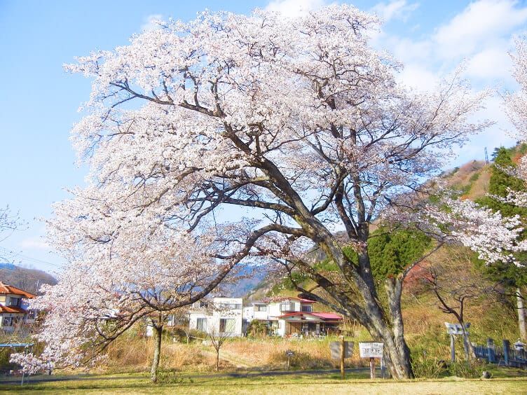 鬼怒川温泉 開運桜