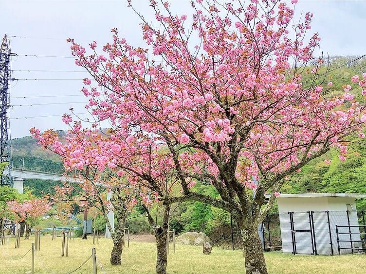 川治温泉<br>薬師の湯キャンプ場周辺