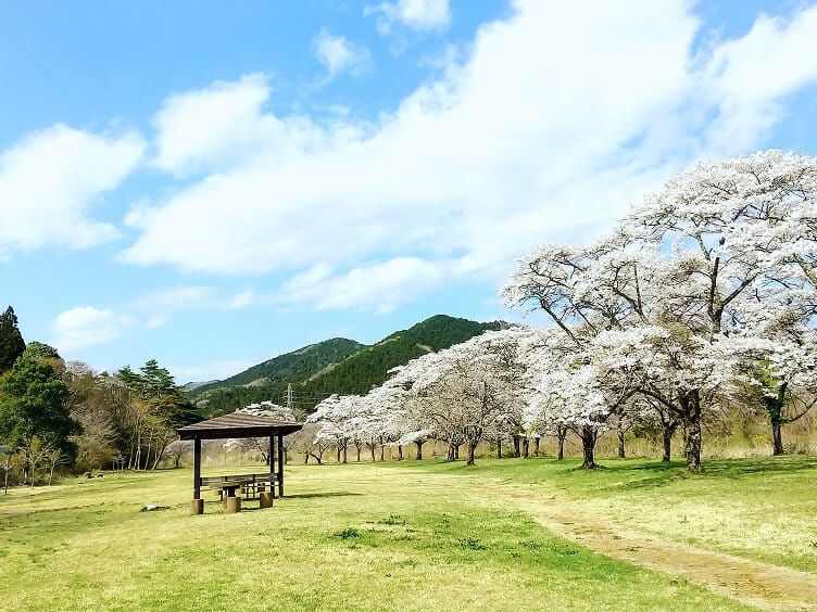 小百川桜公園