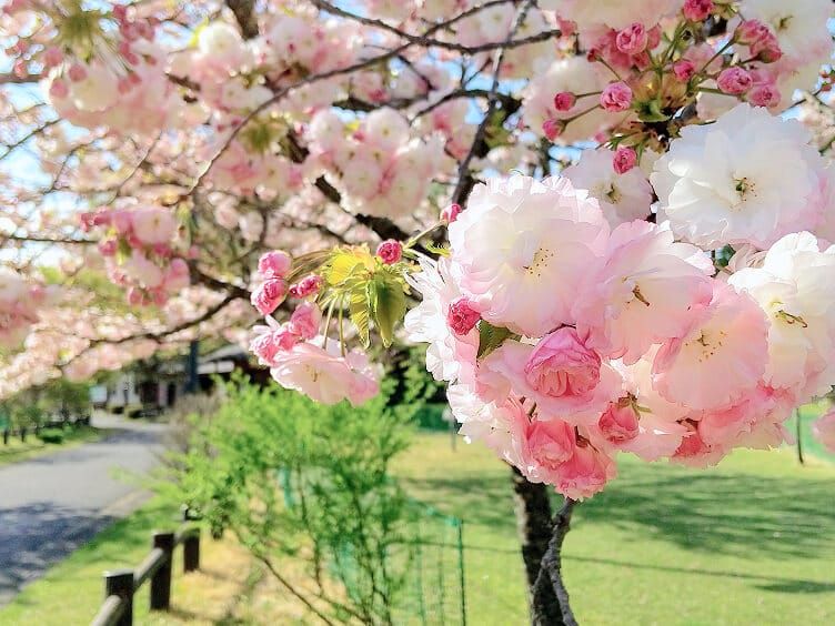 日光だいや川公園