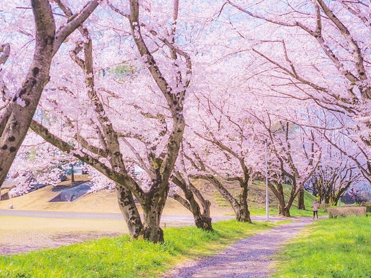 おやまの桜まつり