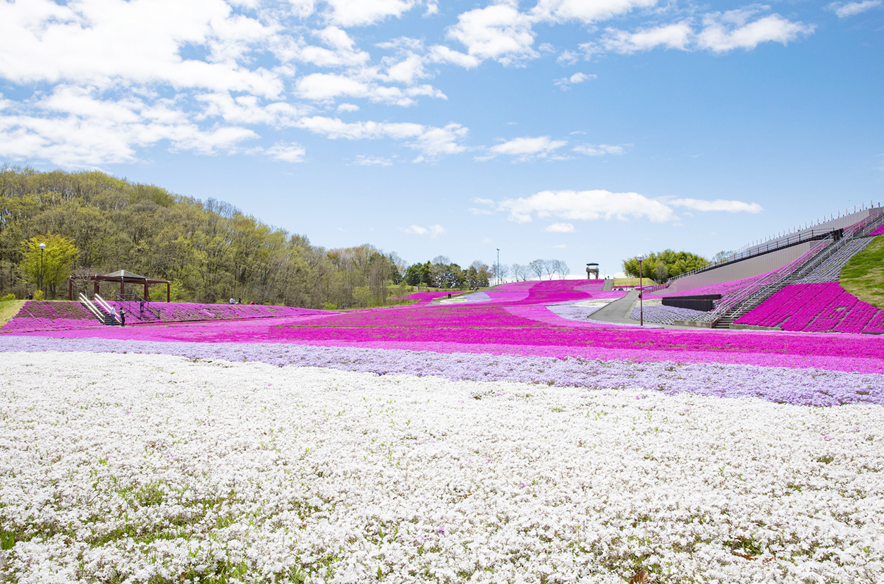 芝ざくら公園（市貝町）