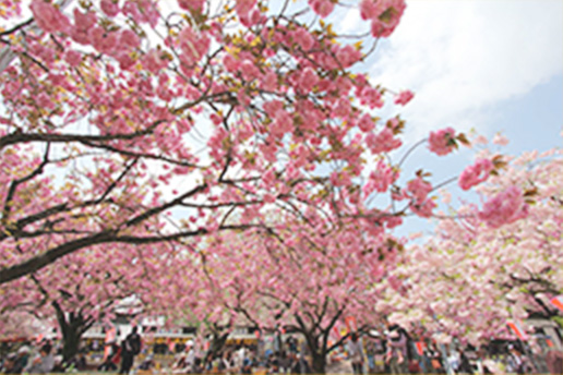 天平の花まつり（下野市）