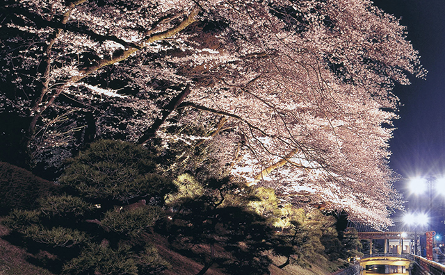 国宝鑁阿寺お堀桜ライトアップ