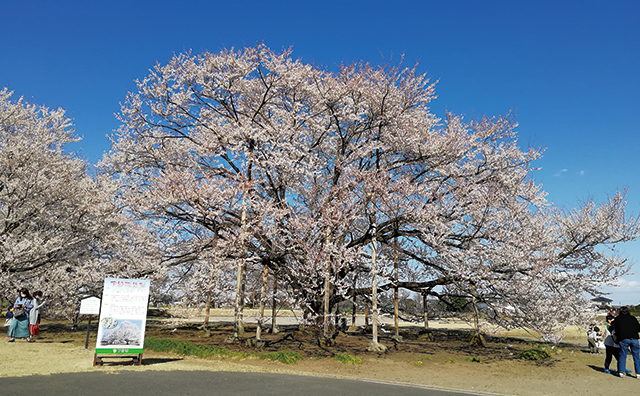 天平の花まつり（淡墨桜）