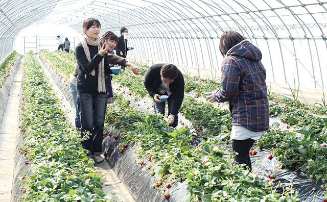 「出会いの森いちご園」のいちご狩り