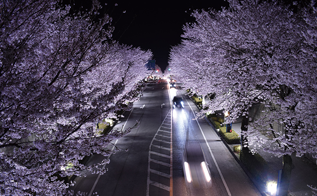 美しすぎる桜並木ライトアップ（東部台ふれあいさくらまつり）