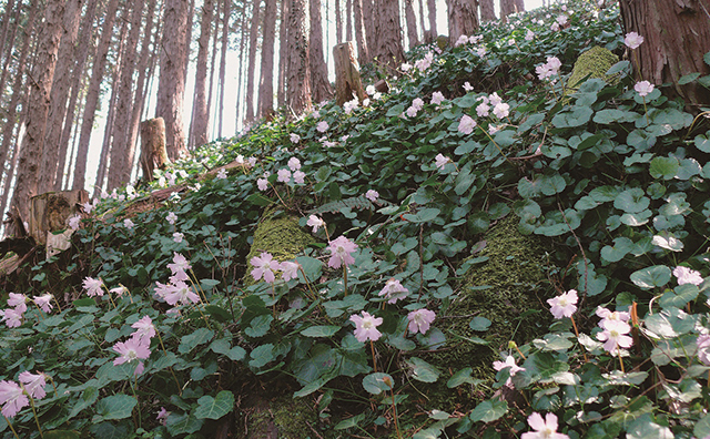 富山のイワウチワ（イワウチワ群生地）