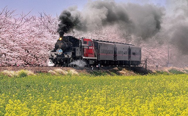 真岡の一万本桜まつり