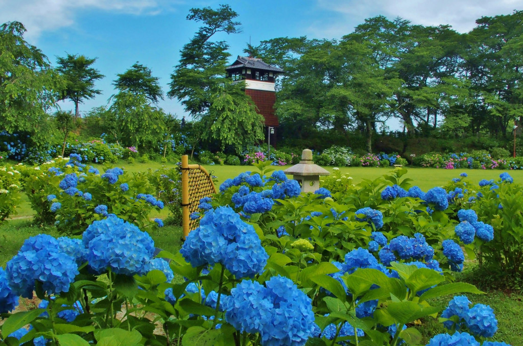 終了 芭蕉の里くろばね紫陽花まつり とちぎ旅ネット 栃木の観光旅行情報サイト