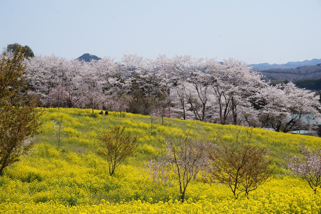 菜の花・桜まつり