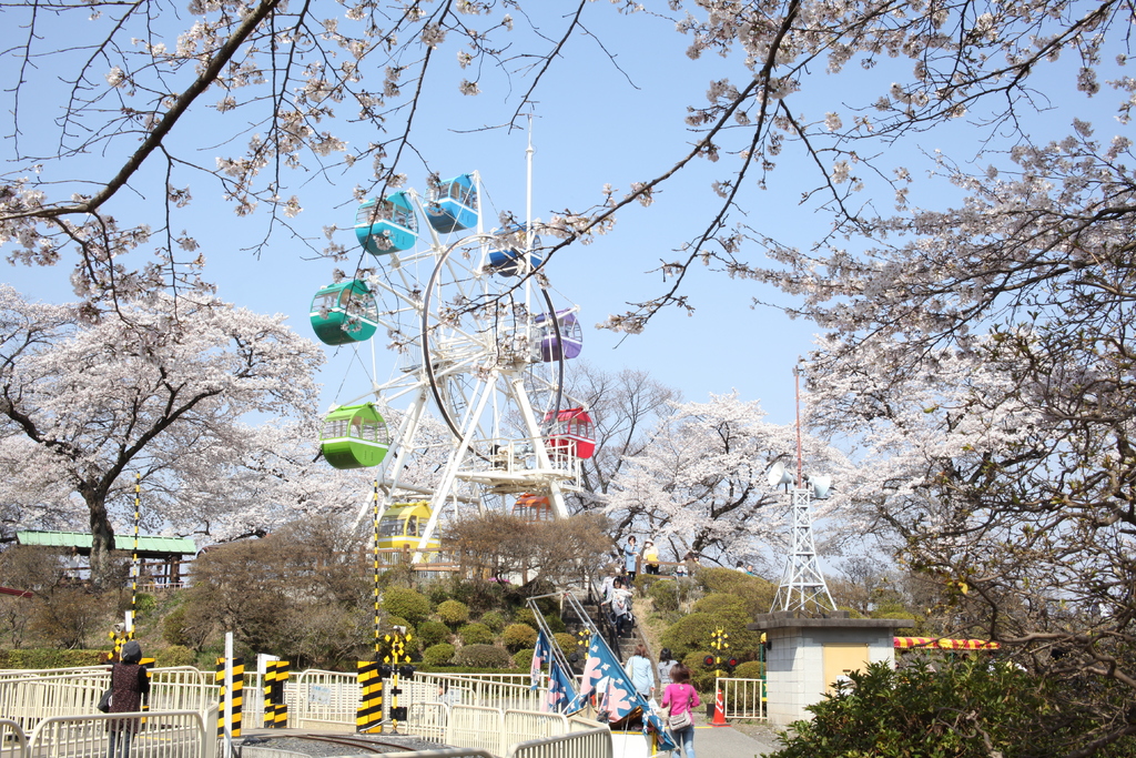 iwafu - Senjuyama Park Sakura Festival｜Kanto Tochigi｜Japan