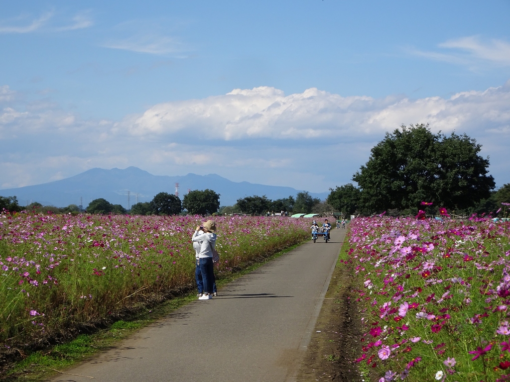鬼怒グリーンパーク「第36回秋桜（コスモス）まつり」