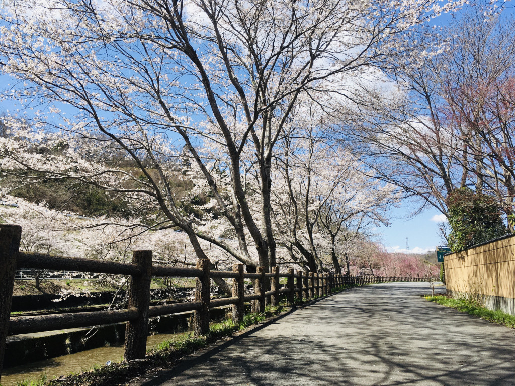 ふるさと茂木春まつり