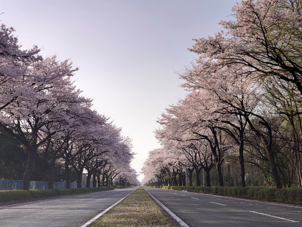 野崎第二工業団地の桜並木 | とちぎ旅ネット〜栃木の観光旅行情報サイト