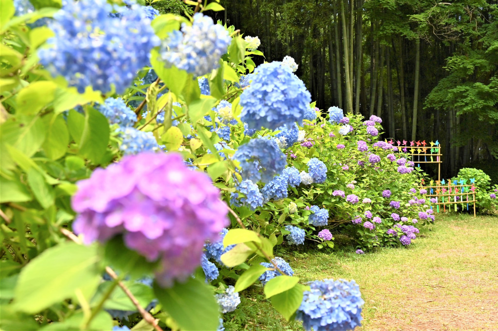 第32回芭蕉の里くろばね紫陽花まつり
