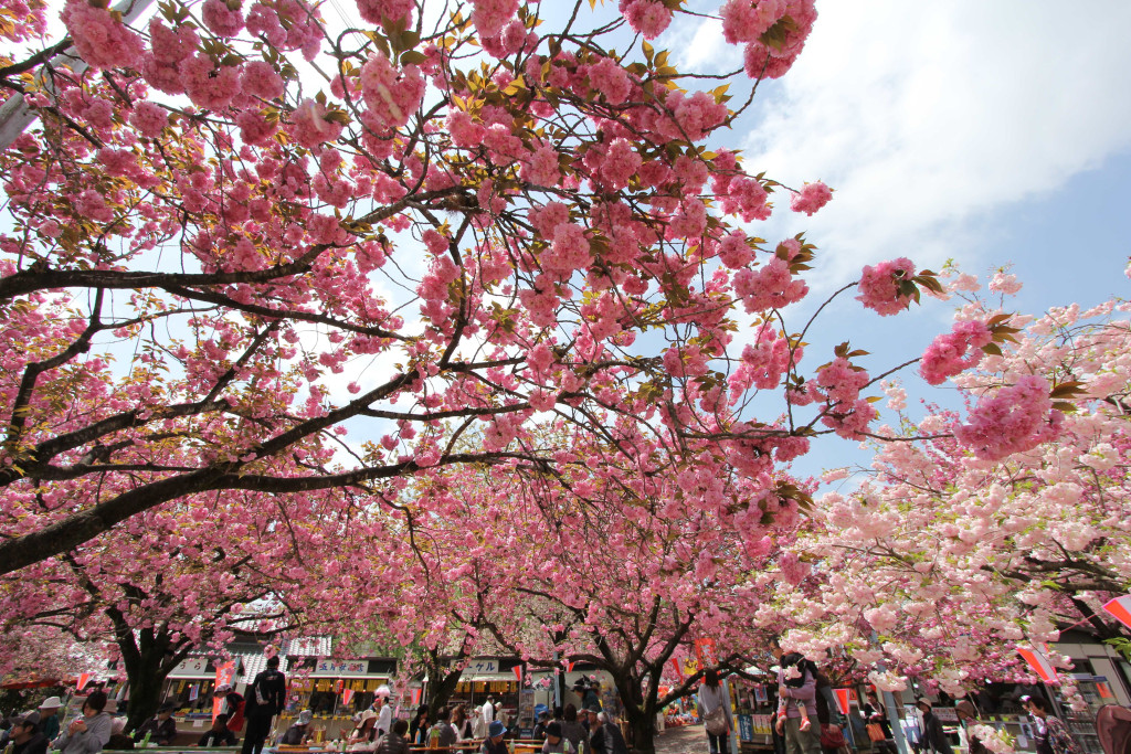 天平の花まつり