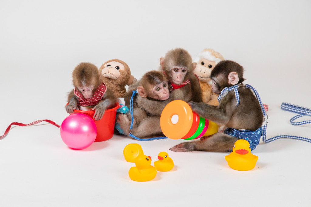 おさる  96e40288c0eb842933b3c9ba02404a