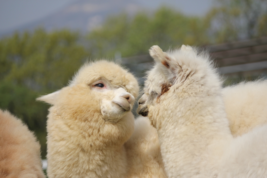 815FD0833FB73394834C33EFD69565