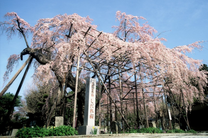 祥雲寺 しだれ桜 とちぎ旅ネット 栃木の観光旅行情報サイト