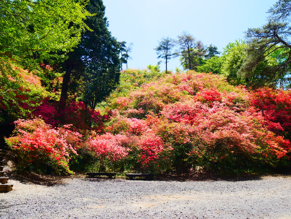 花立峠のツツジ とちぎ旅ネット 栃木の観光旅行情報サイト 花立峠のツツジ とちぎ旅ネット 栃木の観光旅行情報サイト