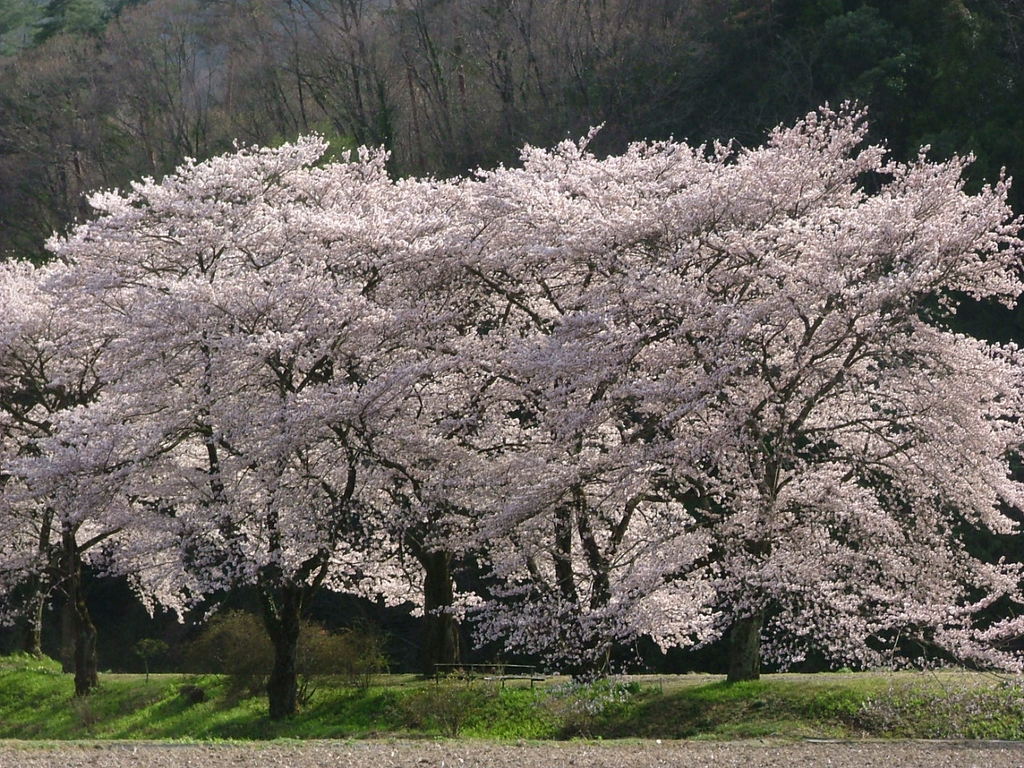 佐柄見の桜 | とちぎ旅ネット〜栃木の観光旅行情報サイト
