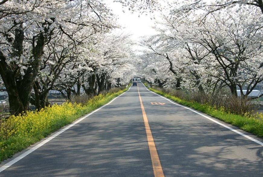 早乙女の桜並木 | とちぎ旅ネット〜栃木の観光旅行情報サイト