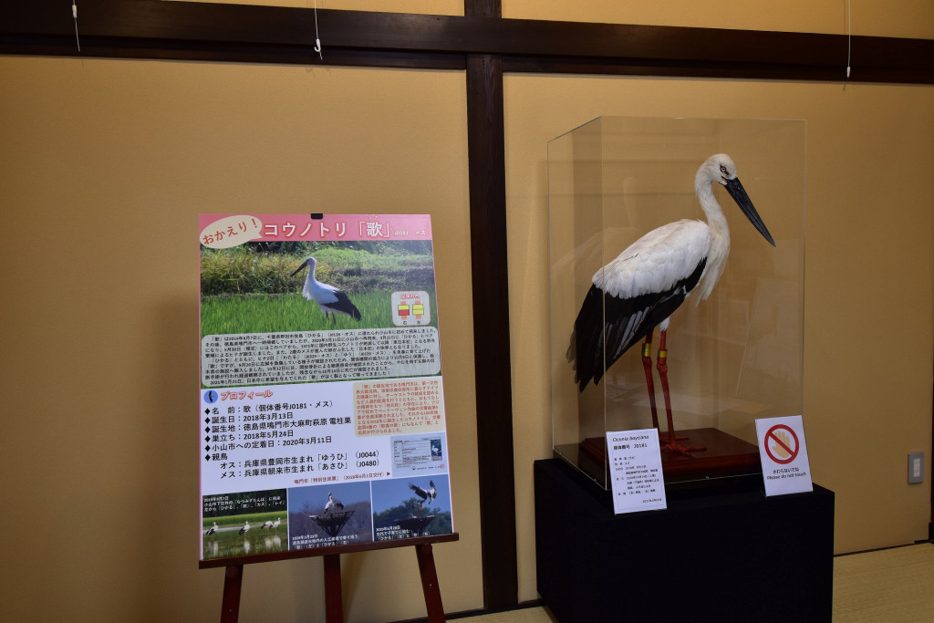 渡良瀬遊水地コウノトリ交流館 | とちぎ旅ネット〜栃木の観光