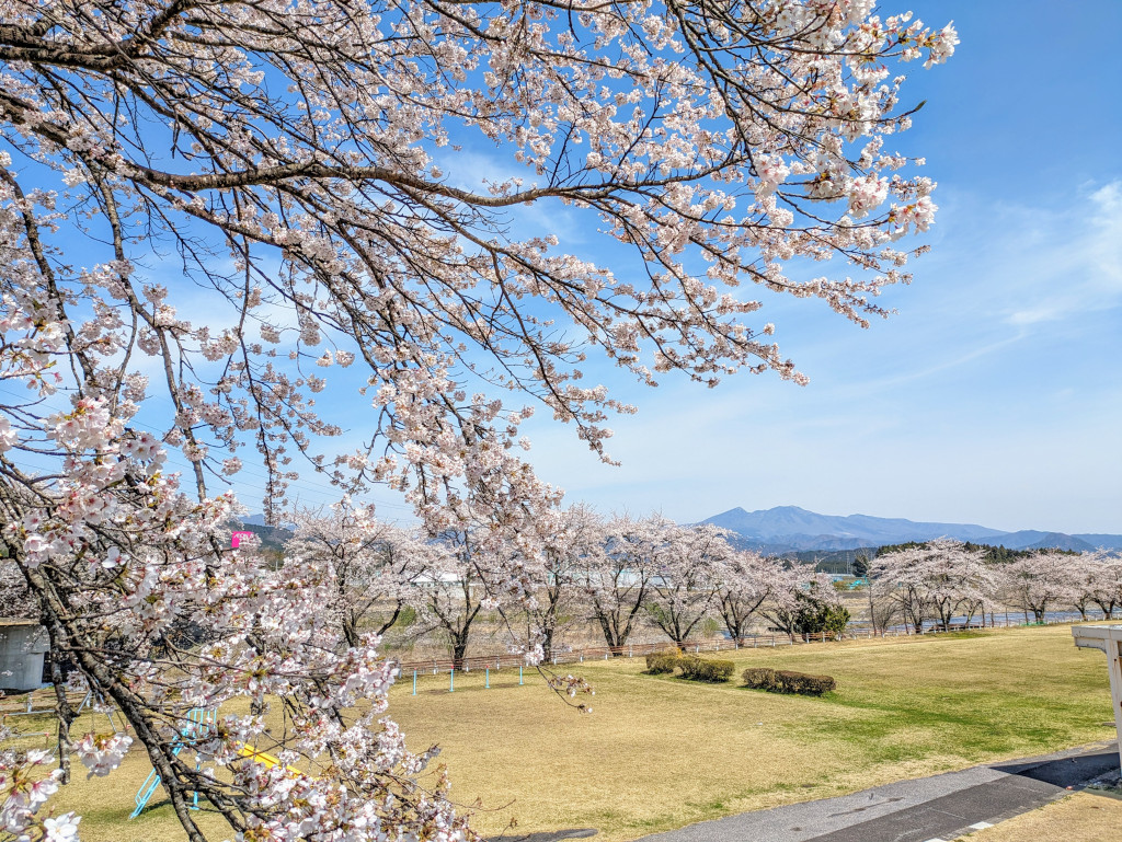 桜②様　ご確認用ページ 赤間々会館周辺の桜 | とちぎ旅ネット〜栃木の観光旅行情報サイト